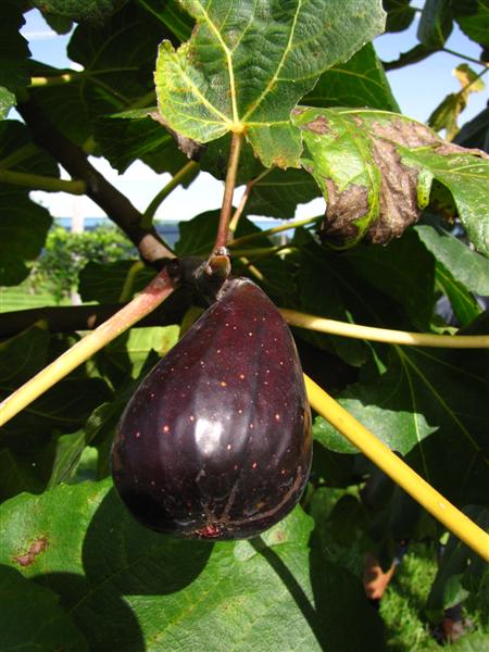 black genoa fig