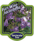 port wine jacaranda