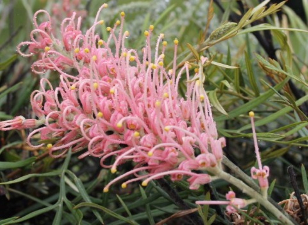 Grevillea Paddys Pink, Grevillea s.